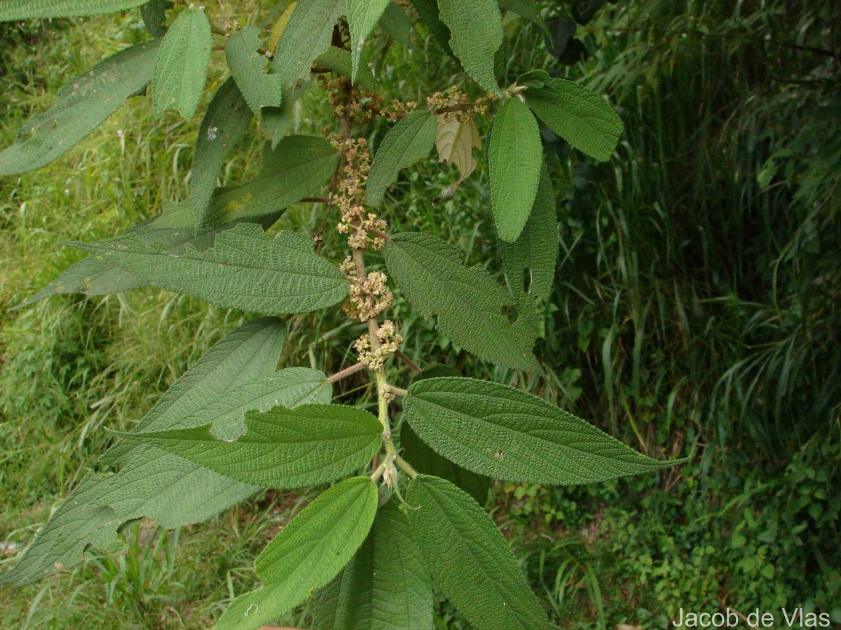Debregeasia longifolia (Burm.f.) Wedd.